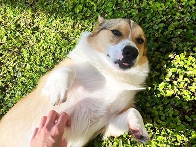 24-7-pet-sitting-in-apopka-fl 24/7 pet sitting in Apopka FL