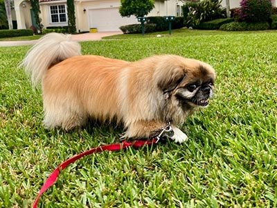 24-7-pet-sitting-in-orlando-fl 24/7 Pet Sitting in Orlando FL