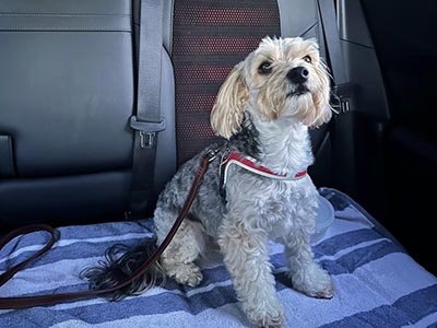 customized-pet-care-services-in-apopka-fl Customized pet care services in Apopka FL