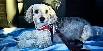 Customized pet care services in Fern Park FL Customized pet care services in Fern Park FL