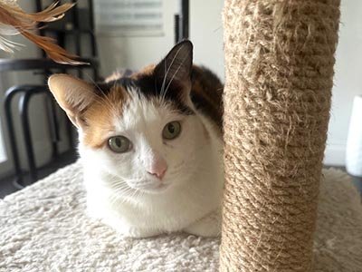 long-term-hourly-pet-sitting-in-apopka-fl Long term hourly pet sitting in Apopka FL