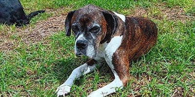 Long term hourly pet sitting in Fern Park FL Long term hourly pet sitting in Fern Park FL