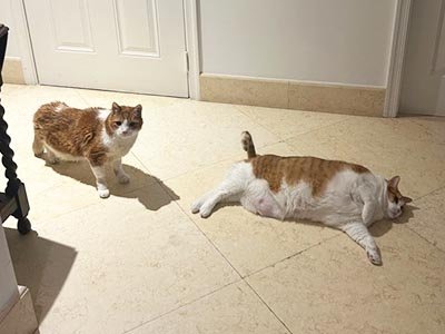 long-term-hourly-pet-sitting-in-orlando-fl Long term hourly pet sitting in Orlando FL