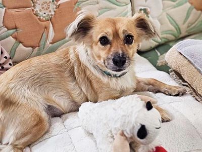 overnight-pet-sitting-in-apopka-fl Overnight pet sitting in Apopka FL