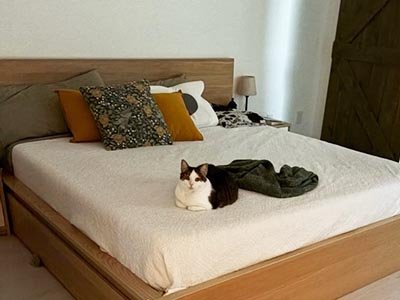 overnight-pet-sitting-in-orlando-fl Overnight Pet Sitting in Orlando FL