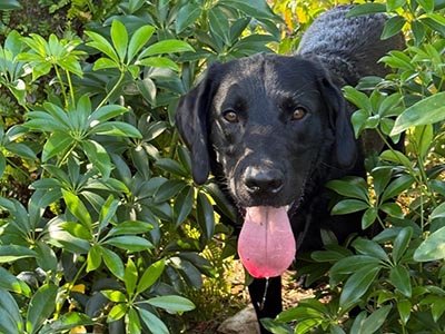 pet-sitting-in-apopka-fl pet sitting in Apopka FL
