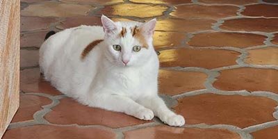 pet sitting in longwood fl