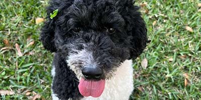 hourly-pet-sitting-in-winter-garden-fl hourly pet sitting in Winter Garden FL