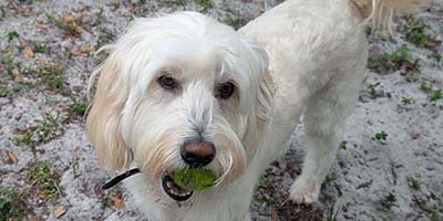 house-sitting-in-lakeland-fl house sitting in Lakeland FL