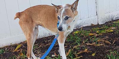overnight-pet-sitting-in-lakeland-fl overnight pet sitting in Lakeland FL