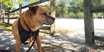 overnight-pet-sitting-in-winter-garden-fl overnight pet sitting in Winter Garden FL
