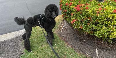 pet-sitting-in-lakeland-fl pet sitting in Lakeland FL