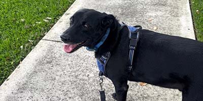 pet-sitting-in-tavares-fl pet sitting in Tavares FL