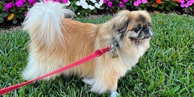 pet-sitting-in-winter-garden-fl pet sitting in Winter Garden FL