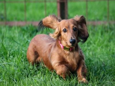 dog boarding in Bellalago FL