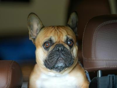 pet sitting in Baldwin Park 