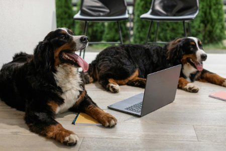pet sitter in Maitland