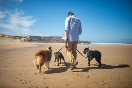 pet sitting Gotha FL