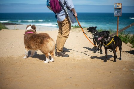pet sitting in Gotha FL