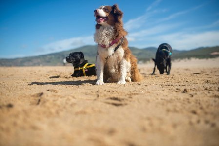 24/7 pet sitting in Winter Springs FL