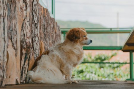 pet sitting in Maitland