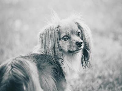 Dog boarding in Apopka FL