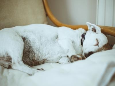 pexels-fotios-photos-1375722 Dog boarding in Apopka FL