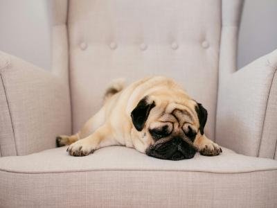 Overnight pet sitting in Apopka FL