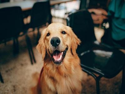 pexels-helenalopes-2253275 24/7 pet sitting in Apopka FL