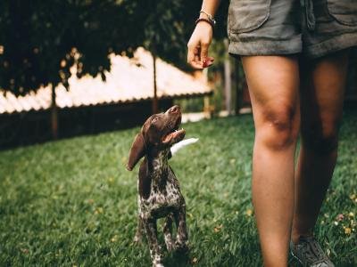 long term hourly pet sitting in casselberry fl