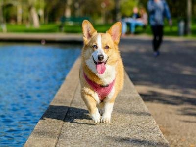 Customized pet care services in Apopka FL