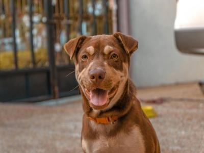 24/7 pet sitting in casselberry fl