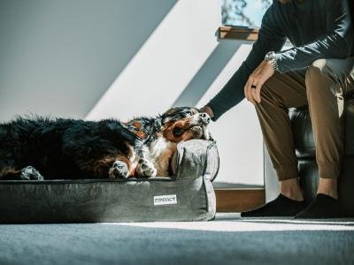 24/7 pet sitting in Apopka FL