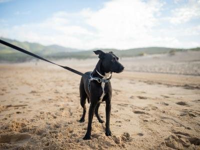 Customized pet care services in Apopka FL