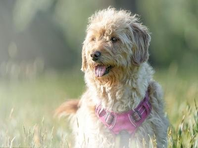 Long term hourly pet sitting in Apopka FL