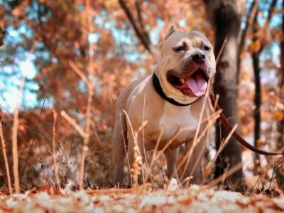 Long term hourly pet sitting in Apopka FL