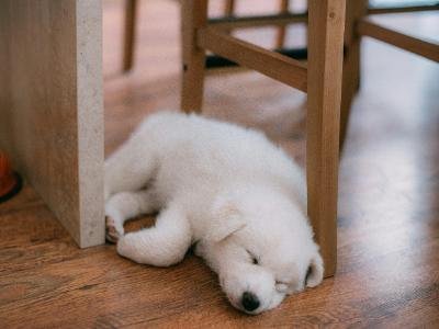 pet sitting Wekiva fl