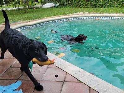 dog boarding in Baldwin Park Fl