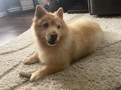 dog boarding in Belle Isle FL