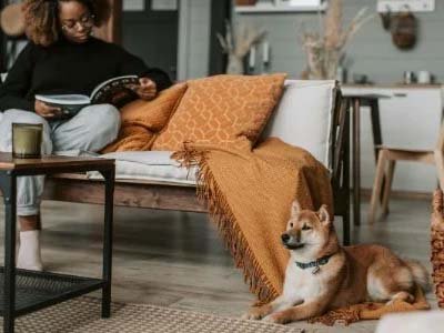 dog boarding in Celebration FL