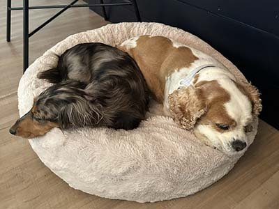 dog boarding in Chuluota FL