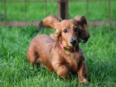 dog-boarding-in-clermont-fl dog boarding in Clermont FL