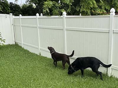 dog-boarding-in-davenport-fl dog boarding in Davenport Fl