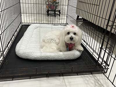 dog boarding in Harmony FL