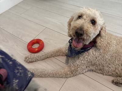 dog boarding in Lake Nona Fl