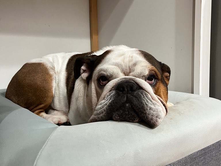 dog boarding in Sanford FL