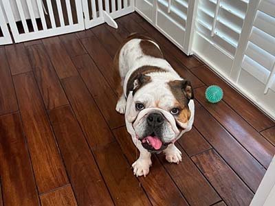 dog boarding in Wekiva Springs FL