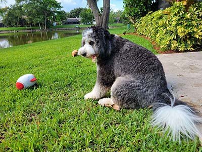 hourly-pet-sitting-in-Minneola-FL hourly pet sitting in Minneola Fl