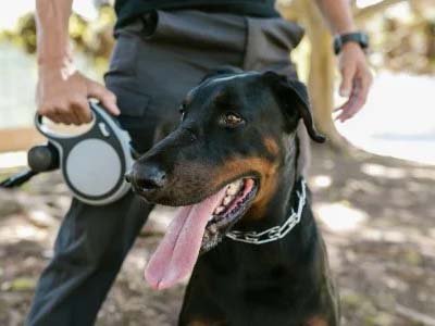 hourly pet sitting in Baldwin Park FL