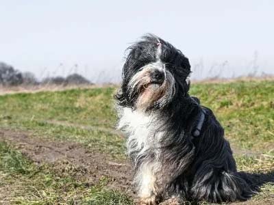 hourly pet sitting in Belle Isle FL